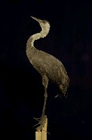 白頭鶴藏品圖，第5張